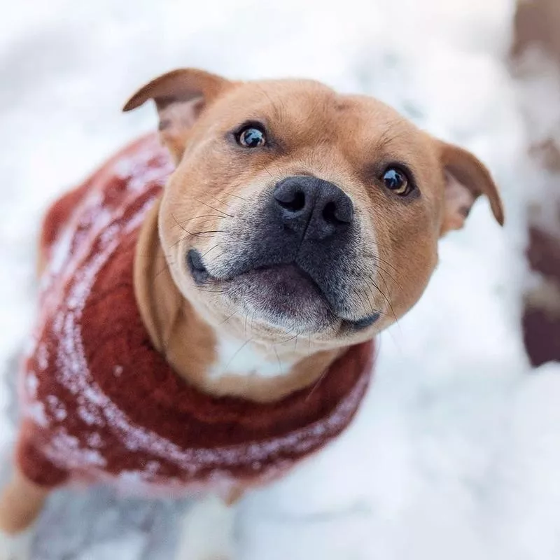 Staffordshire Bull Terrier