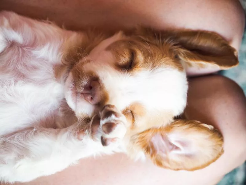 Brittany puppy sleeping