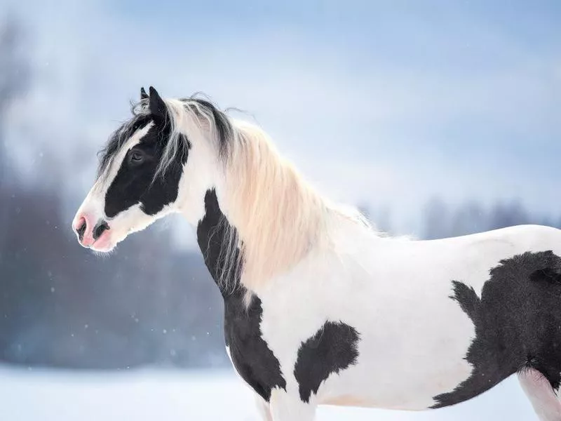 irish cob outdoors in winter portrait closeup