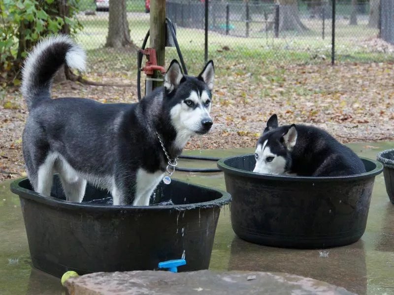 Paws Park at Murray