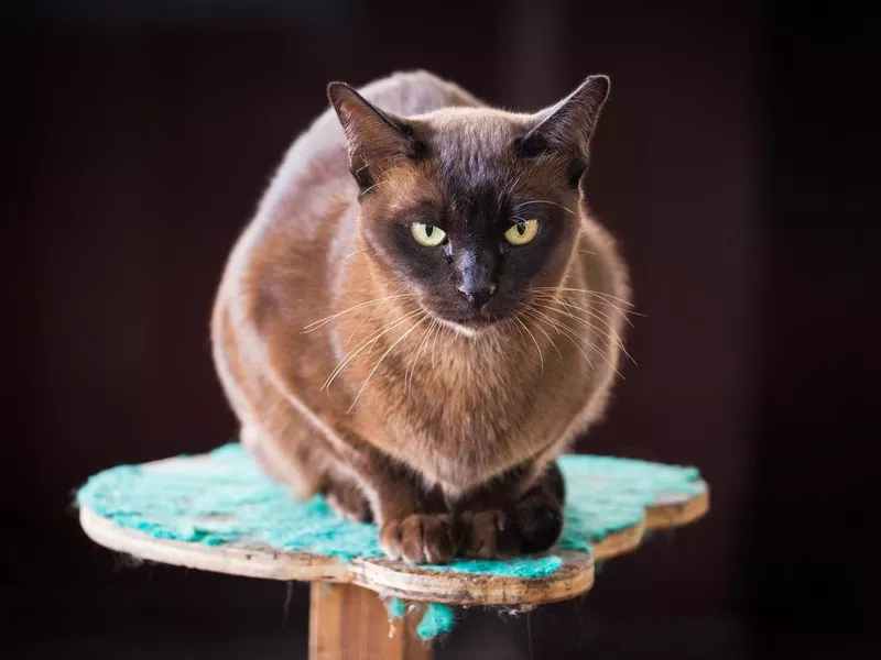 Black Burmese Cat