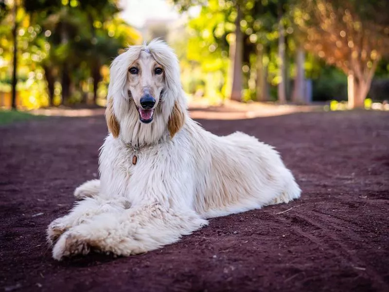 Afghan Hound