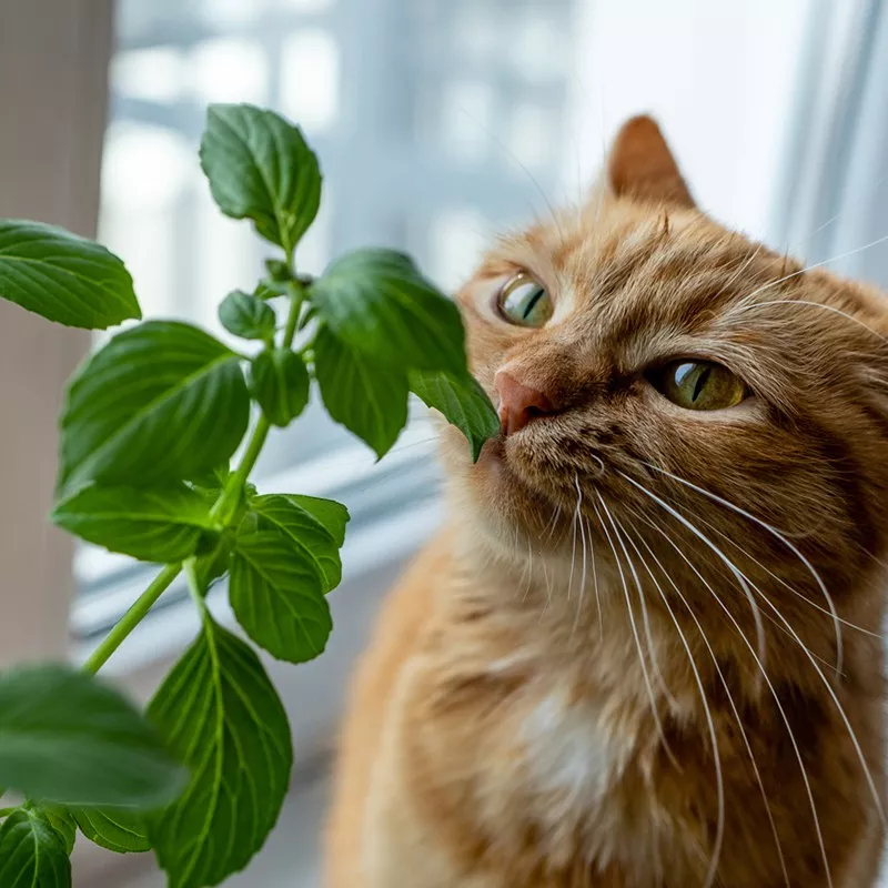 Basil