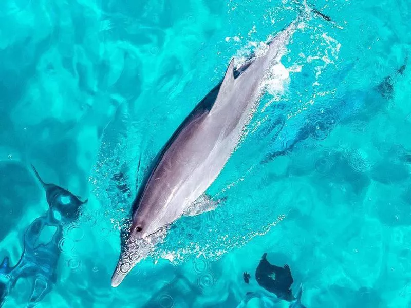 Aerial of dolphin swimming