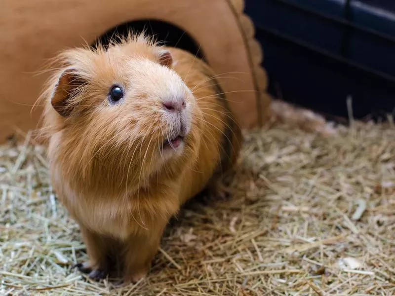 Portrait of cute red guinea pig