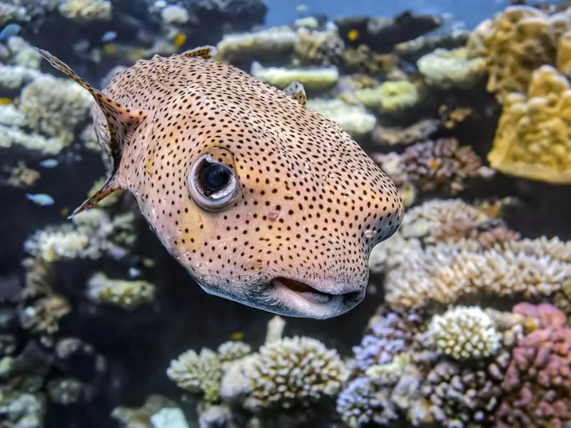 Porcupinefish