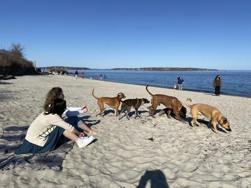 Dogs playing in the sand at dog friendly beach