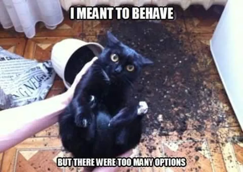 Funny misbehaving black cat meme