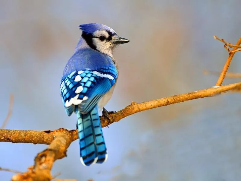 blue jay