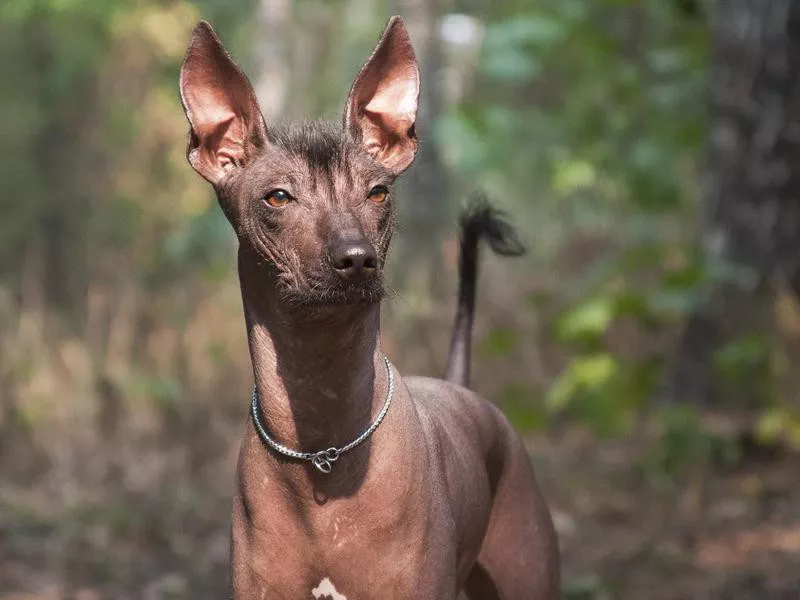 Goofiest Dog Breeds: Xoloitzcuintli