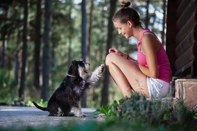 Miniature Schnauzer