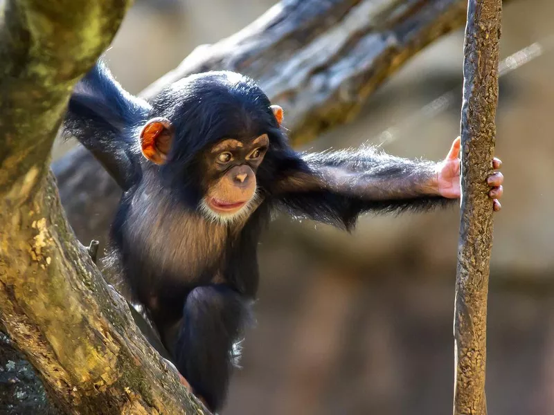 Baby Chimpanzee