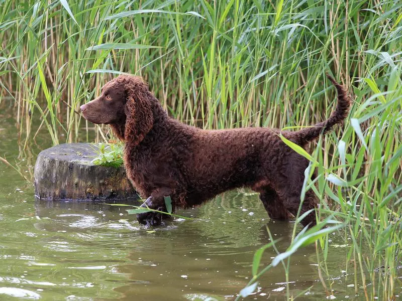 American Water Spaniel