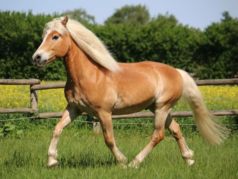 Haflinger horse