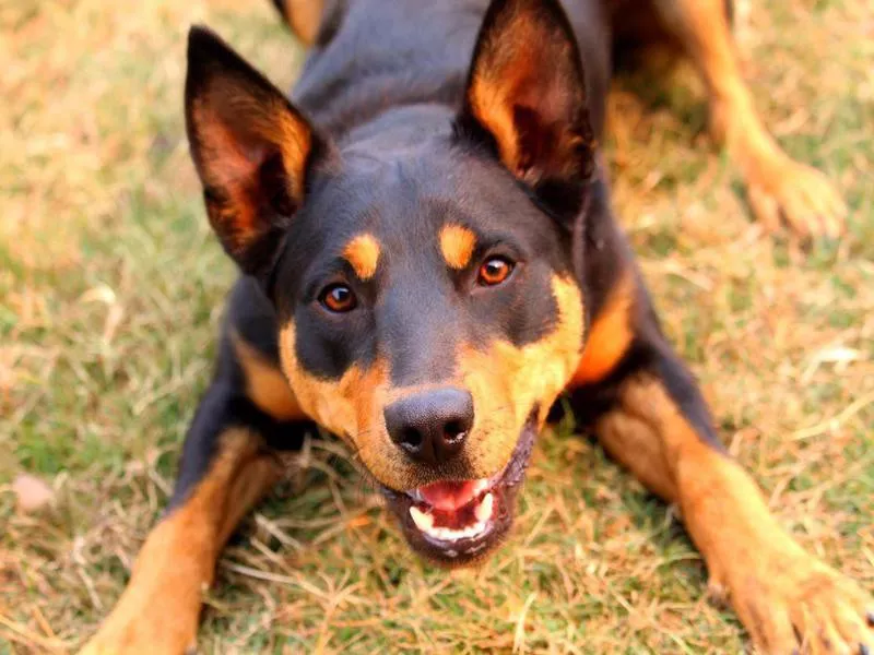 Australian Kelpie