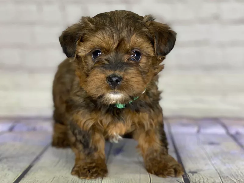 Brown Yorkie Poo