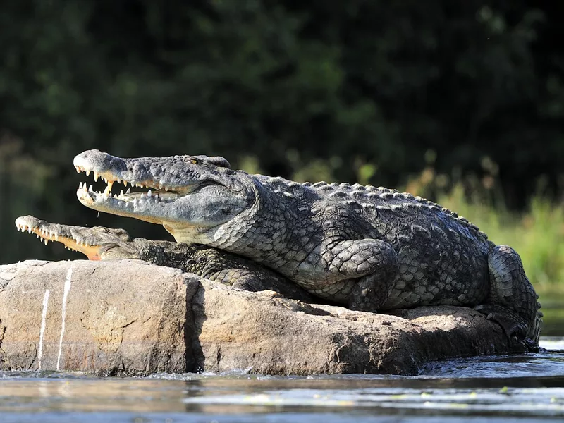 Nile crocodile