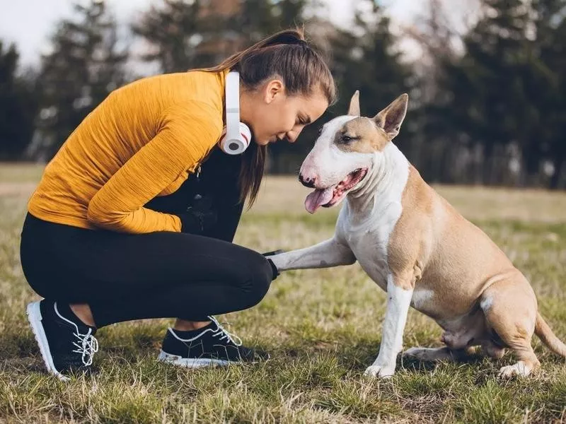 Bull Terrier