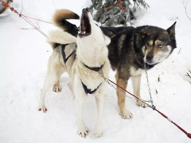 Husky Dogs