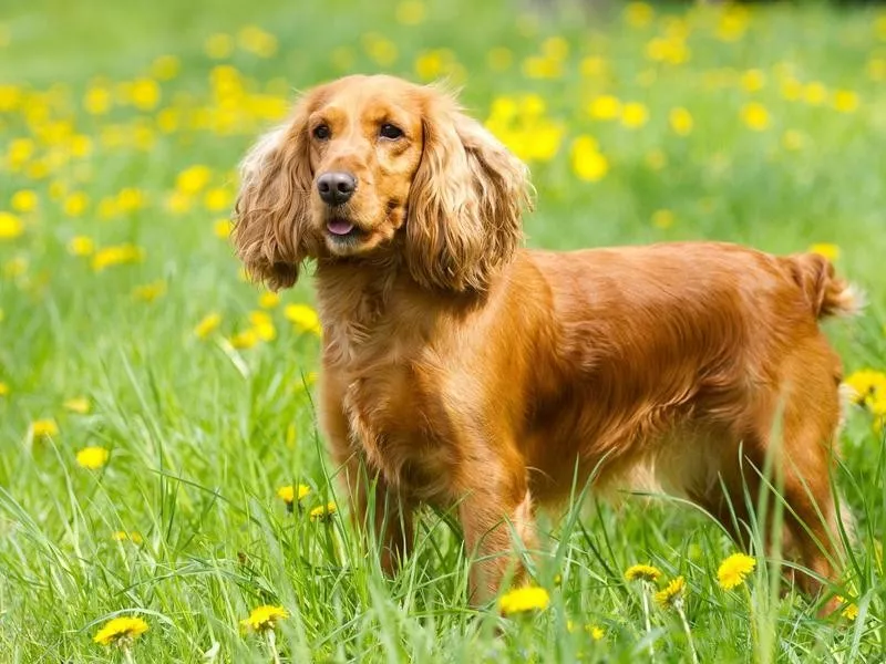 Cocker Spaniel