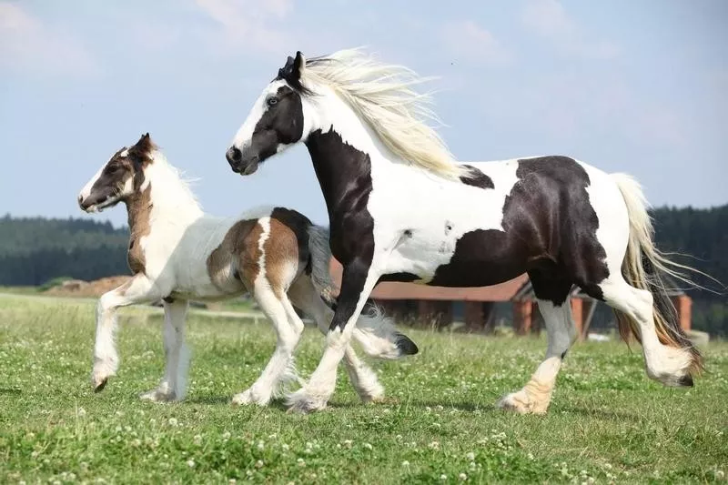 gypsy horse