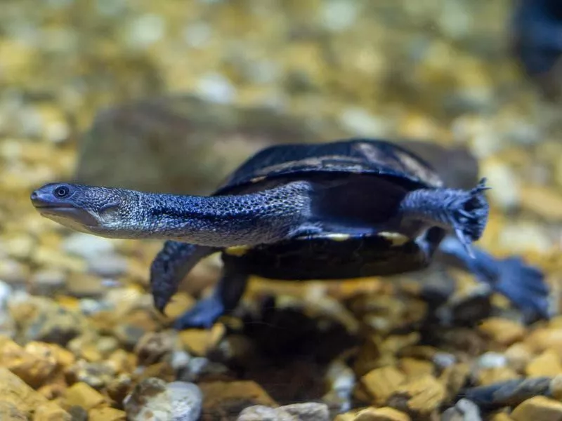 Tennessee Aquarium