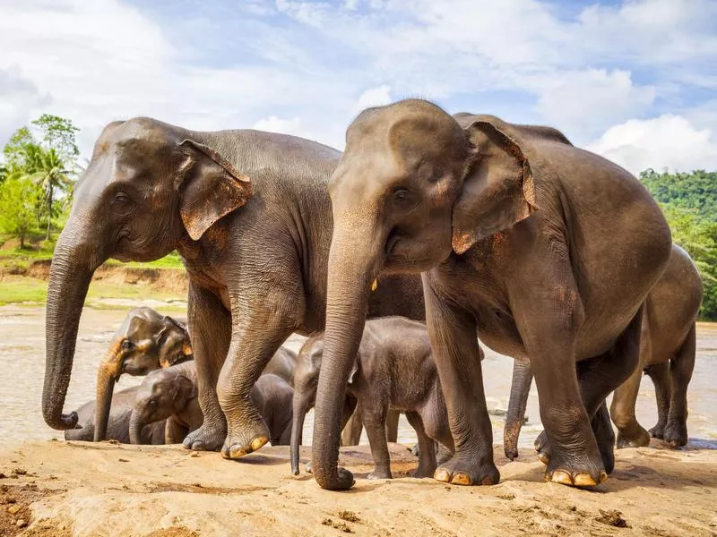 Sri Lankan Elephant