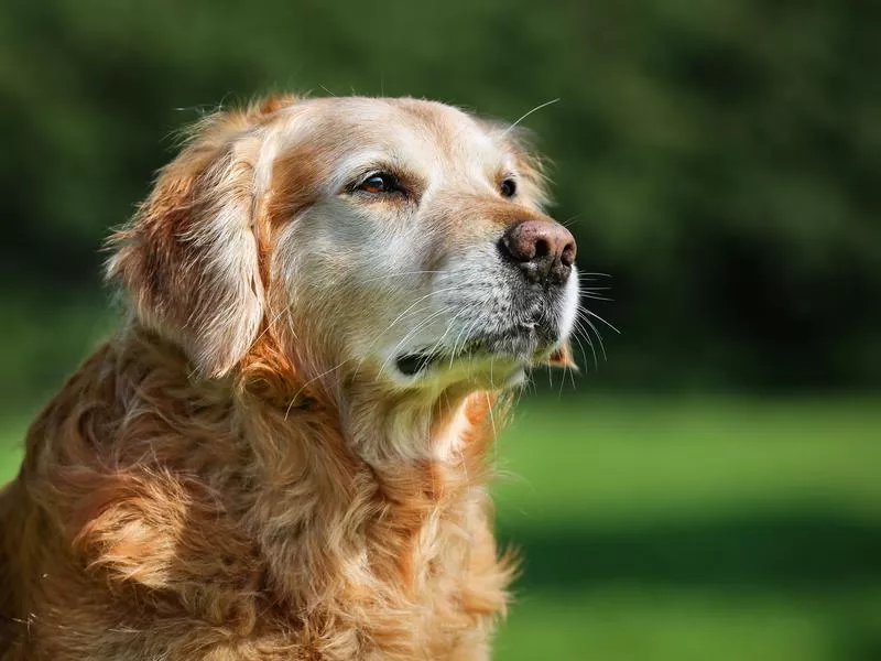 An older dog up for adoption