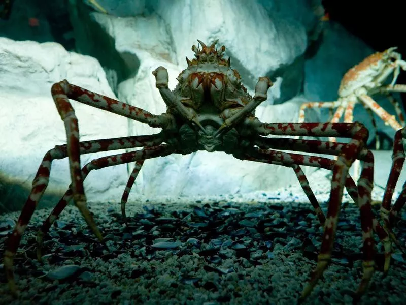 Japanese Spider Crab