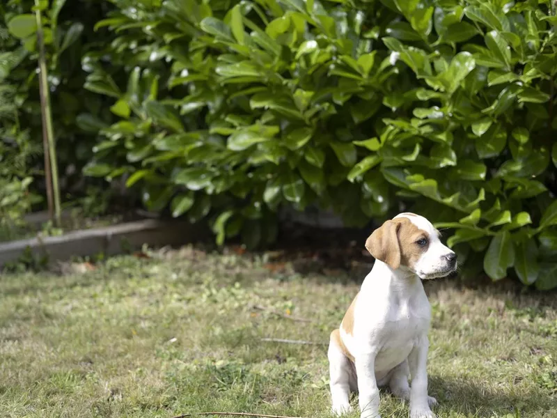 Puppy Time-Out