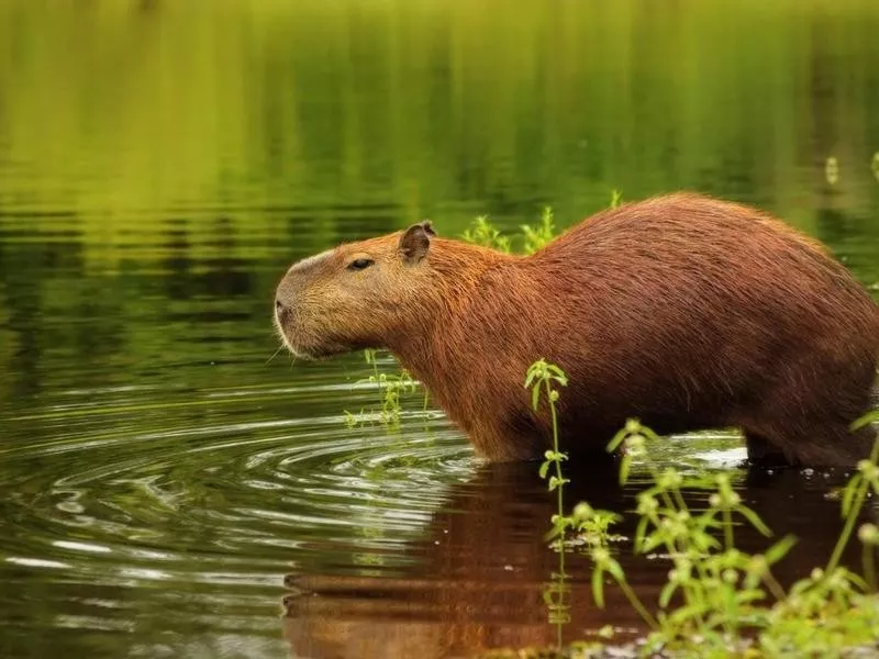 Capybara