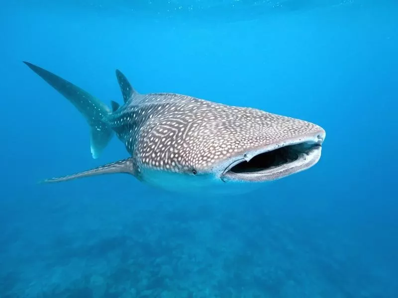 Whale Shark