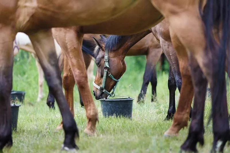 horses eating