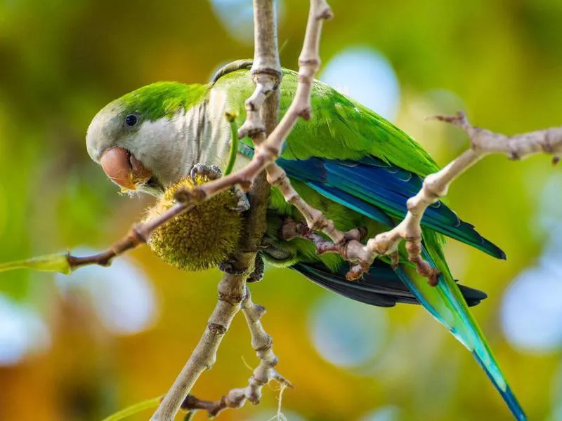 Quaker parrot