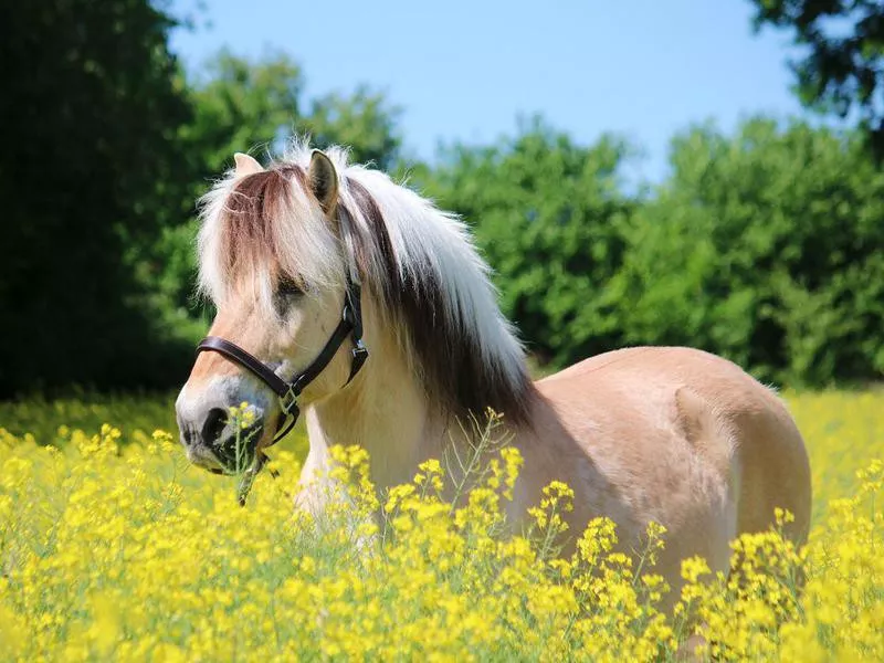 Norwegian Fjord Horse