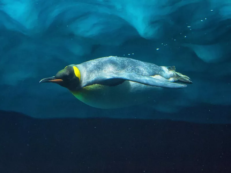 Penguin underwater