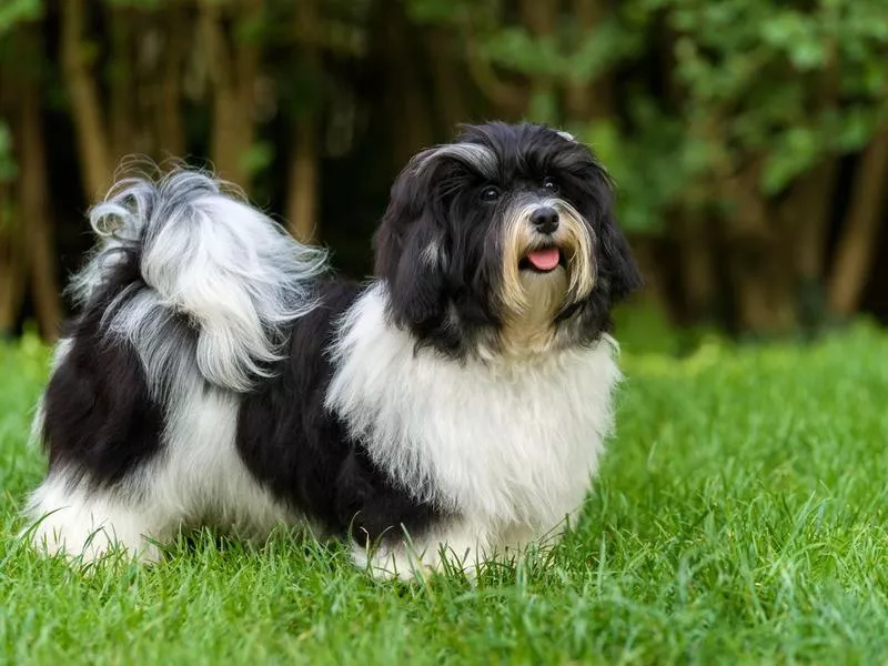 havanese