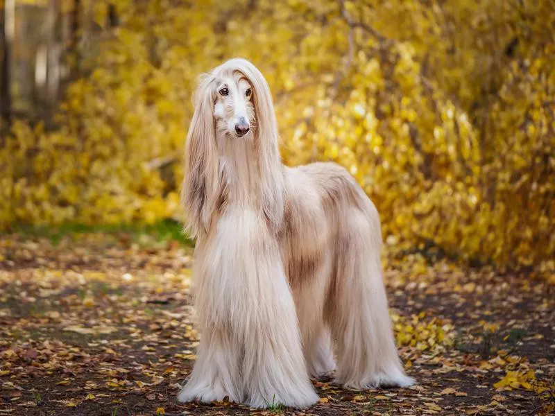 Afghan Hound