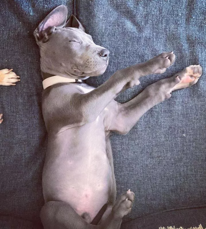 Sleeping Great Dane puppy