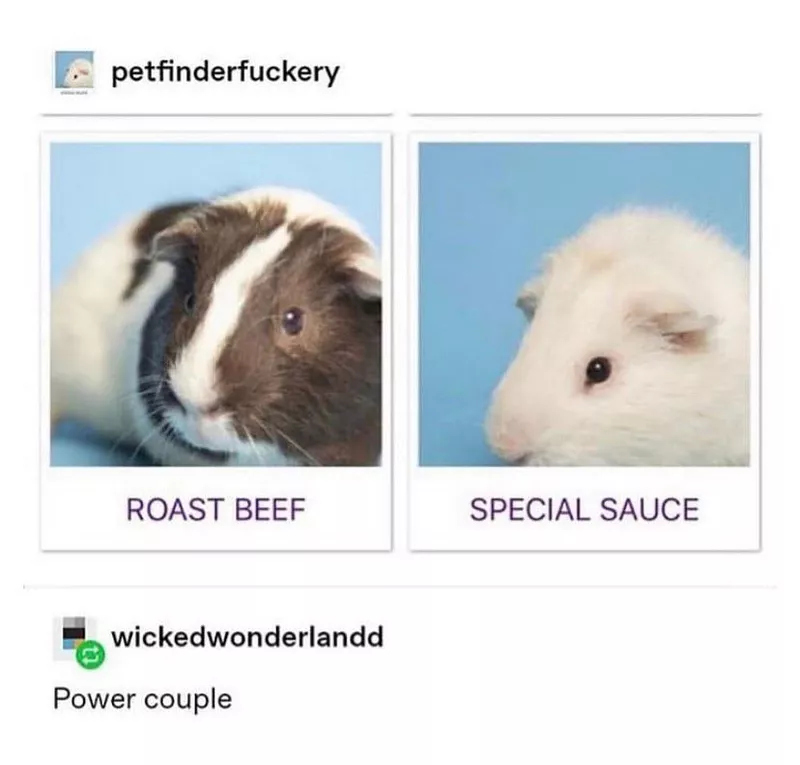 Funny guinea pig meme