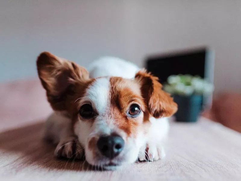 cute jack russell dog