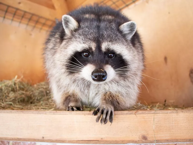 Raccoon