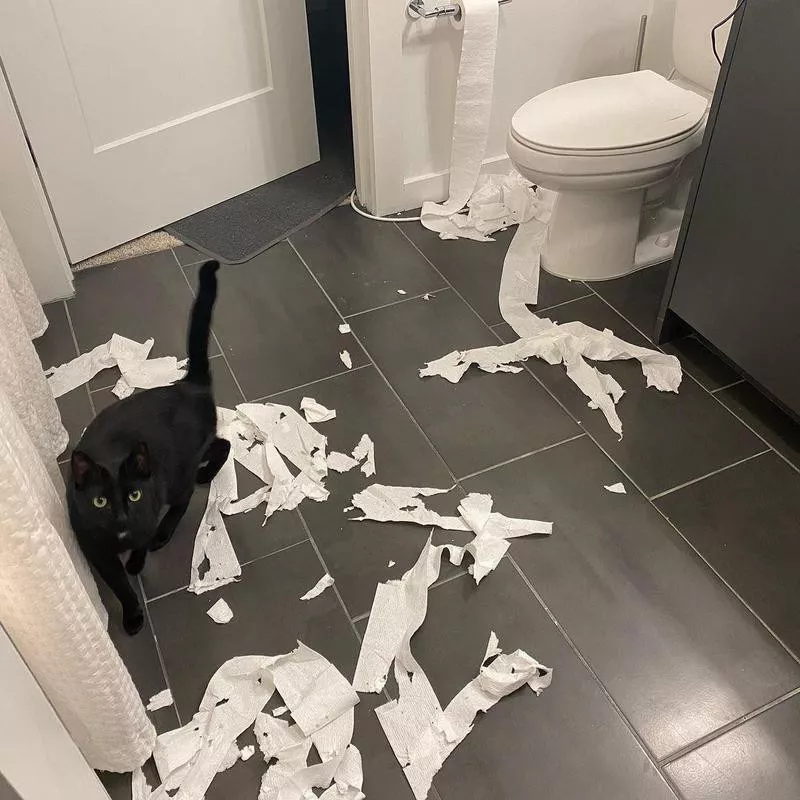 toilet paper