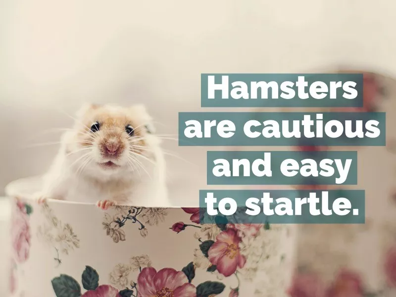 hamster