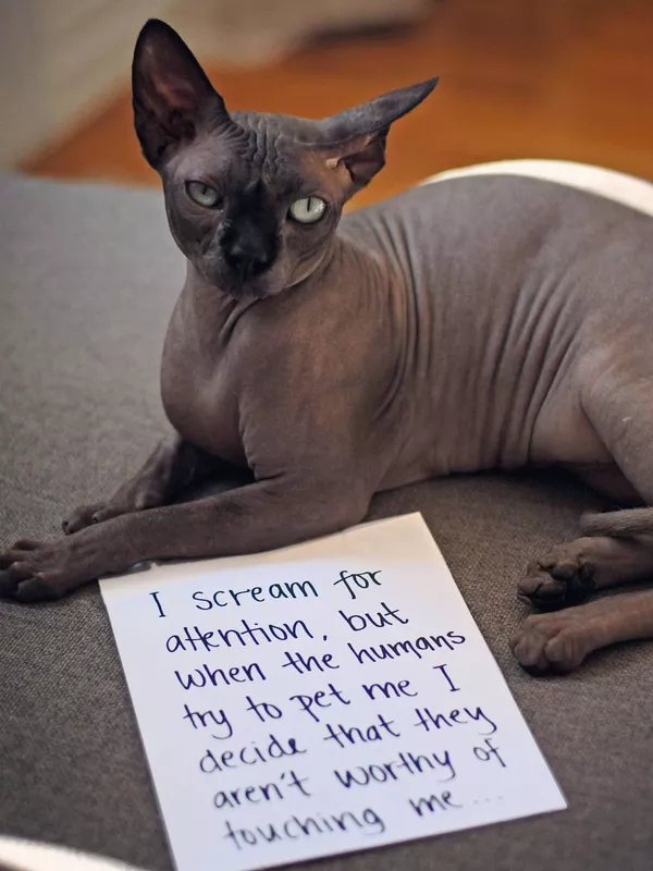 hairless cat