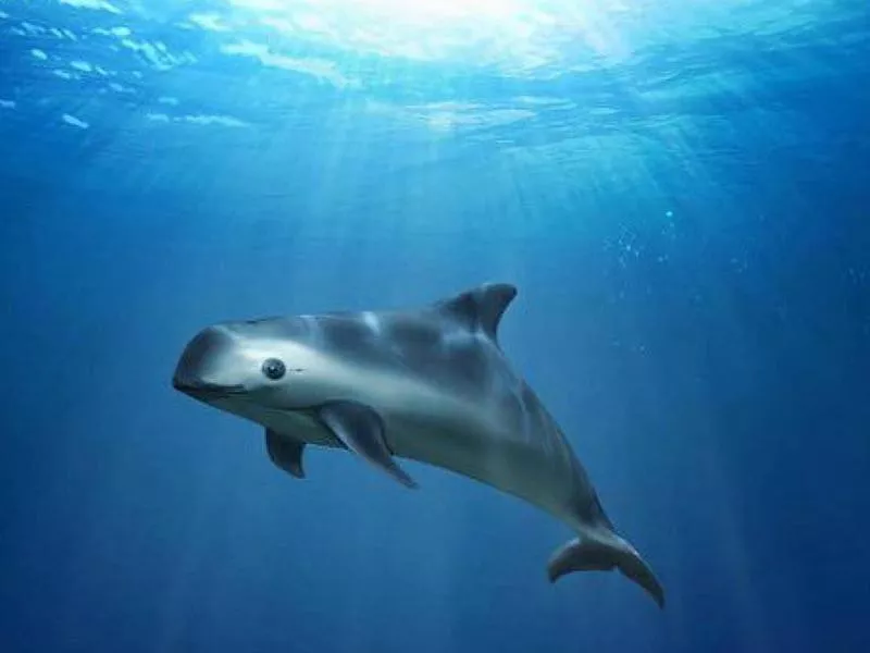 Vaquita swimming