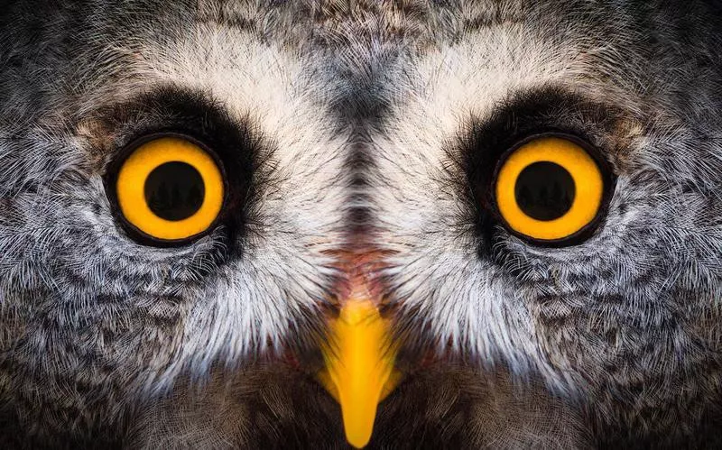 Owl eyes facts