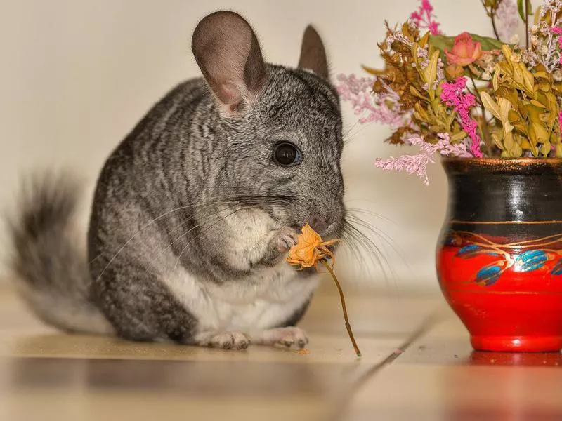 chinchilla