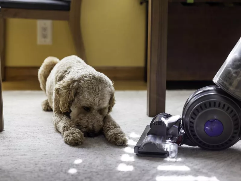 Goldendoodle and Vacuum