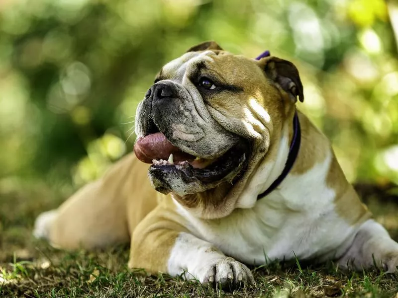 english bulldog